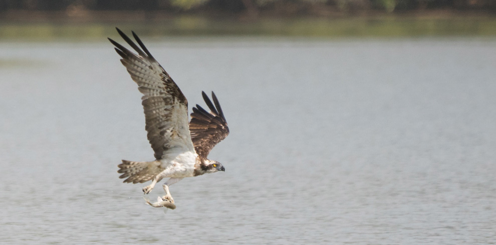 Osprey